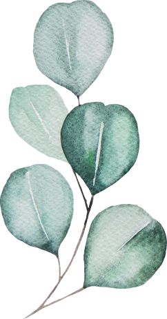 Watercolor Eucaliptus Leaves on Branch Illustration